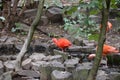 Scarlet Ibis bird Eudocimus ruber tropical wader bird foraging on the ground Royalty Free Stock Photo