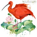 Scarlet ibis bird hand draw watercolor illustration Royalty Free Stock Photo