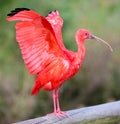 Scarlet Ibis Bird Royalty Free Stock Photo