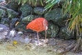 Sacred Scarlet Ibis