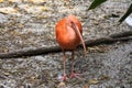 Sacred Scarlet Ibis