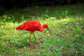 Scarlet Ibis bird Royalty Free Stock Photo