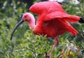 Scarlet Ibis at Caroni Swamp (Trinidad) Royalty Free Stock Photo