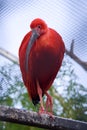 The Scarlet Ibis (Eudocimus ruber) Royalty Free Stock Photo