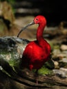 Scarlet Ibis (Eudocimus Ruber) Royalty Free Stock Photo