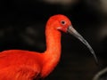 Scarlet Ibis (Eudocimus Ruber) Royalty Free Stock Photo