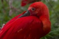 Scarlet Ibis (Eudocimus ruber) Royalty Free Stock Photo