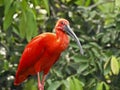 Scarlet Ibis (Eudocimus ruber)