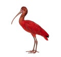 Scarlet Ibis - Eudocimus ruber Royalty Free Stock Photo