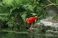 Scarlet Ibis, eudocimus ruber, Adult standing near Water Royalty Free Stock Photo