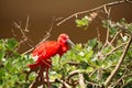 Scarlet Ibis. Eudocimus ruber, beautiful red bird with long black beak. Scarlet Ibis sits in the green branches of trees Royalty Free Stock Photo