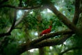 Scarlet Ibis, Eudocimus ruber, exotic bird in the nature forest habitat. Red bird sitting on the tree branch, beautiful evening su Royalty Free Stock Photo