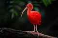 Scarlet Ibis, Eudocimus ruber, exotic bird in the nature forest habitat. Red bird sitting on the tree branch, beautiful evening Royalty Free Stock Photo