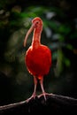 Scarlet Ibis, Eudocimus ruber, exotic bird in the nature forest habitat. Red bird sitting on the tree branch, beautiful evening Royalty Free Stock Photo