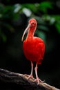 Scarlet Ibis, Eudocimus ruber, exotic bird in the nature forest habitat. Red bird sitting on the tree branch, beautiful evening Royalty Free Stock Photo