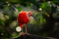 Scarlet Ibis, Eudocimus ruber, exotic bird in the nature forest habitat. Red bird sitting on the tree branch, beautiful evening Royalty Free Stock Photo