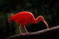 Scarlet Ibis, Eudocimus ruber, exotic bird in the nature forest habitat. Red bird sitting on the tree branch, beautiful evening Royalty Free Stock Photo