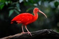 Scarlet Ibis, Eudocimus ruber, exotic bird in the nature forest habitat. Red bird sitting on the tree branch, beautiful evening Royalty Free Stock Photo