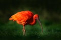 Scarlet Ibis, Eudocimus ruber, exotic bird in the nature habitat, bird sitting in grass with beautiful evening sun light, during Royalty Free Stock Photo