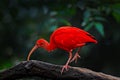 Scarlet Ibis, Eudocimus ruber, exotic bird in the nature habitat, bird sitting on tree branch with evening sun light, during sunse