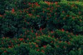 Scarlet Ibis, Eudocimus ruber, exotic red bird, nature habitat. Big bird colony sitting on the tree, Caroni Swamp, Trinidad and To Royalty Free Stock Photo