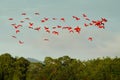 Scarlet Ibis, Eudocimus ruber, exotic red bird, nature habitat, bird colony flying above forest, Caroni Swamp, Trinidad and Tobago Royalty Free Stock Photo