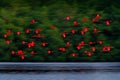 Scarlet Ibis, Eudocimus ruber, exotic red bird, nature habitat, bird colony flying on above the river, Caroni Swamp, Trinidad and