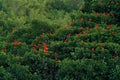 Scarlet Ibis, Eudocimus ruber, exotic red bird, nature habitat, bird colony sitting on the tree, Caroni Swamp, Trinidad and Tobago Royalty Free Stock Photo