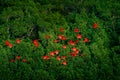 Scarlet Ibis, Eudocimus ruber, exotic red bird, nature habitat,