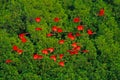 Scarlet Ibis, Eudocimus ruber, exotic red bird, nature habitat, bird colony sitting on the tree, Caroni Swamp, Trinidad and Tobago Royalty Free Stock Photo