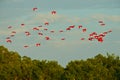 Scarlet Ibis, Eudocimus ruber, exotic red bird, nature habitat, bird colony sitting on the tree, Caroni Swamp, Trinidad and Tobago