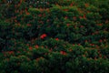 Scarlet Ibis, Eudocimus ruber, exotic red bird, nature habitat, bird colony sitting on the tree, Caroni Swamp, Trinidad and Tobago Royalty Free Stock Photo