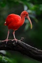 Scarlet Ibis, Eudocimus ruber, exotic red bird, nature habitat, bird sitting on tree branch with evening sun light, during sunset, Royalty Free Stock Photo