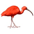 Scarlet Ibis Royalty Free Stock Photo