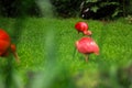 The scarlet ibis ,Eudocimus ruber, looking for food in green grass. Red ibis in green background.Red water bird on the Royalty Free Stock Photo