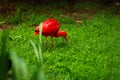 The scarlet ibis ,Eudocimus ruber, looking for food in green grass. Red ibis in green background.Red water bird on the Royalty Free Stock Photo
