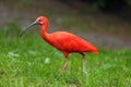 The scarlet ibis Eudocimus ruber looking for food in green grass. Red ibis in green background Royalty Free Stock Photo