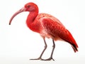 Scarlet Ibis Eudocimus ruber