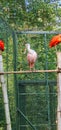 Scarlet ibis (Eudocimus ruber) and Roseate Spoonbill in a zoo Royalty Free Stock Photo