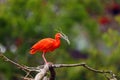 The scarlet ibis Eudocimus ruber sitting on the branch with a twig in its beak. Red ibis in green background Royalty Free Stock Photo