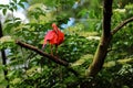 The scarlet ibis ,Eudocimus ruber sitting on tree. Red ibis in green background.Red water bird on the ground in the Royalty Free Stock Photo