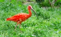 Scarlet ibis (Eudocimus ruber), South American bird Royalty Free Stock Photo