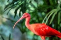 Scarlet ibis Eudocimus ruber Royalty Free Stock Photo