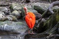 The Scarlet ibis, Eudocimus ruber is a species of ibis in the bird family Threskiornithidae Royalty Free Stock Photo