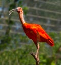 Scarlet ibis Eudocimus ruber is a species of ibis in the bird family Threskiornithidae. It inhabits tropical South America and Royalty Free Stock Photo
