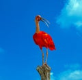 Scarlet ibis Eudocimus ruber is a species of ibis in the bird family Threskiornithidae. It inhabits tropical South America and Royalty Free Stock Photo