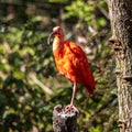 The Scarlet ibis, Eudocimus ruber is a species of ibis in the bird family Threskiornithidae Royalty Free Stock Photo