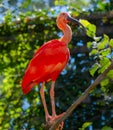 Scarlet ibis is a species of ibis in the bird family Threskiornithidae. It inhabits tropical South America and Royalty Free Stock Photo