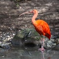 The Scarlet ibis, Eudocimus ruber is a species of ibis in the bird family Threskiornithidae Royalty Free Stock Photo