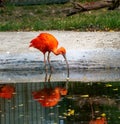 The Scarlet Ibis Eudocimus ruber is a species of ibis that inhabits tropical South America Royalty Free Stock Photo